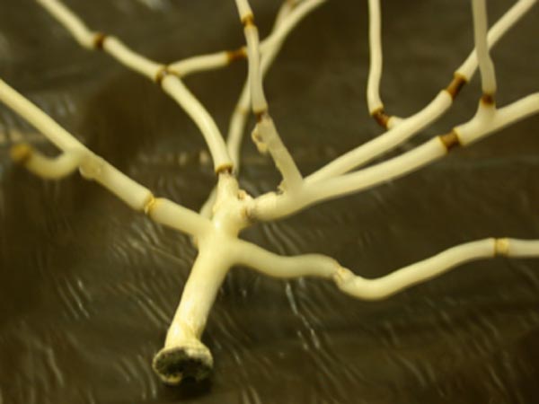 Acanella sp., bamboo coral from the Isididae family