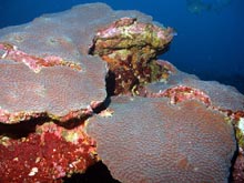 Great Star Coral (Montastraea Cavernosa)