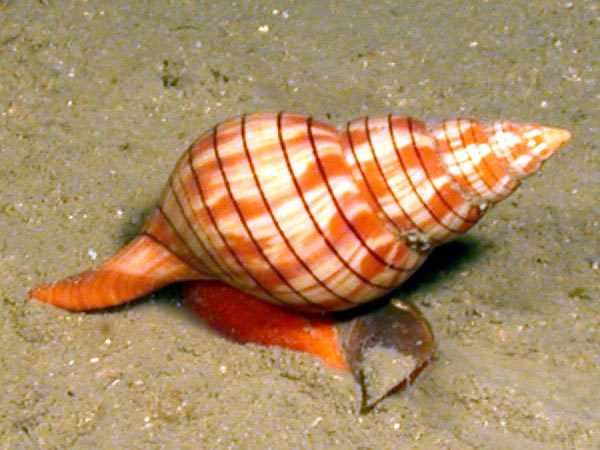 A Banded Tulip snail is one of the documented species of invertebrates