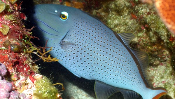 A Sargassum triggerfish (Xanthichthys ringens)