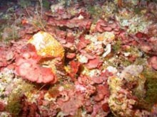A field of red algal coralline nodules is covered with the red plate-like alga Peyssonnelia inamoena