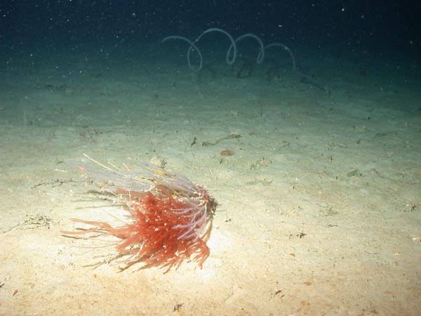 Red algae growing attached to rhodoliths