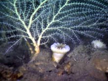 Callogorgia coral along with a solitary cup coral