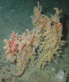 A large number of basket stars were found entwined within this octocoral