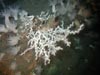 The single colony of bright-white Lophelia pertusa coral along with a variety of anemones