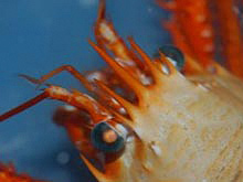 A close-up view of a painted squat lobster