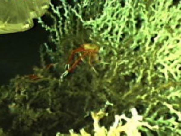 The painted squat lobster is a newly documented species in the Gulf of Mexico