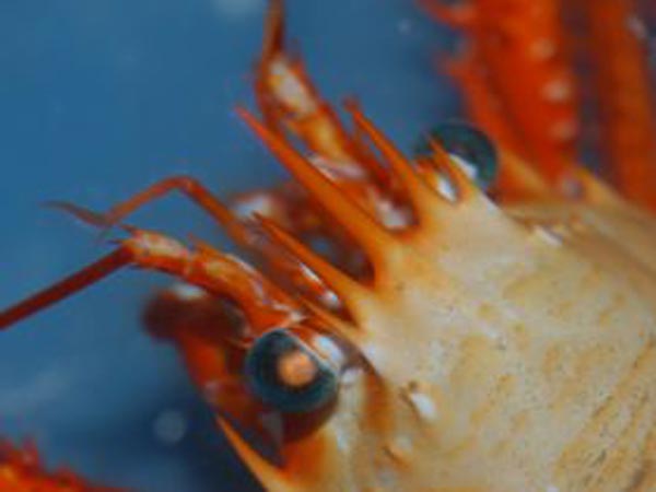A close-up view of a painted squat lobster collected at Viosca Knoll