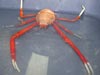 A painted squat lobster collected at Viosca Knoll