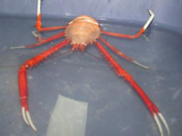 A painted squat lobster collected at Viosca Knoll
