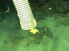 The ROV pilot used a suction device to collect this lovely yellow sea star.