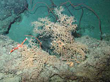 The dense coral habitat of the 3-toothed squat lobster at Green Canyon
