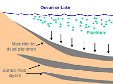 Oil is a fossil fuel formed from plankton