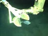 A clam shell collecting apparatus is used to attempt the captuer of the elusive tinsel fish