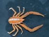 The three-toothed squat lobster, Munidopsis tridentata