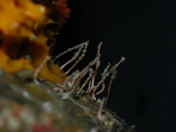 These tube worms are the size of pins and were found at the base of the orange sponge that was collected on piece of basalt