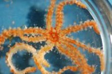 A delicate juvenile sea star, Coronaster briareus