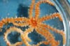 A delicate juvenile sea star, Coronaster briareus