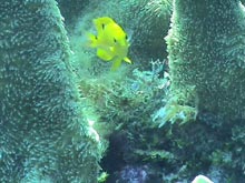 Juvenile threespot damselfish in a pillar coral (Dendrogyra cylindrus)