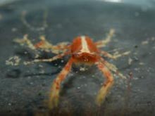 A dorsal view of a small squat lobster, Galathea sp
