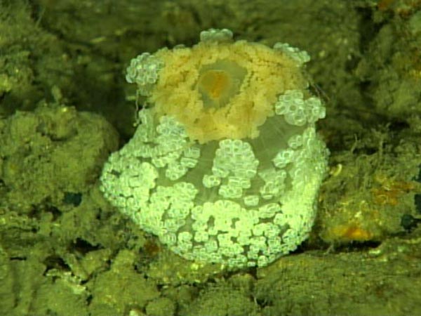 Highly poisonous berried anemone, Alicia mirabilis