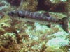 Great Barracuda (Sphyraena barracuda) swims through coral reef habitat