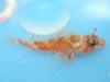 Scorpion fish collected of Diaphus Bank