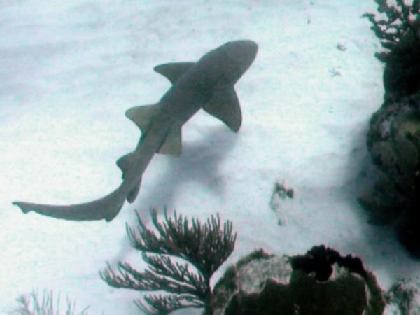 Nurse shark (Ginglymostoma cirratum) cruising the boundary between spur and groove reef habitat