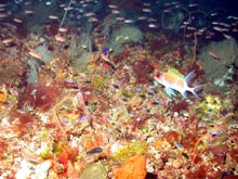 Over 200 species of coral reef fish occur in the northwestern Gulf of Mexico