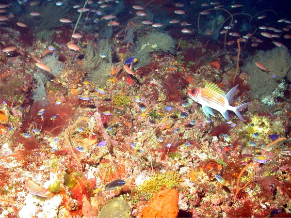 Over 200 species of coral reef fish occur in the northwestern Gulf of Mexico