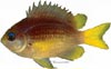 The yellowtail reeffish (Chromis enchrysura)