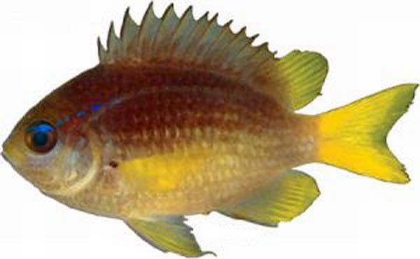 The yellowtail reeffish, Chromis enchrysura