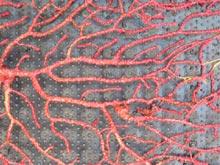 A red gorgonian (1x)