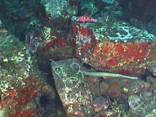 Basalt blocks at the base of one of the spires of Alderdice Bank with a trumpetfish in the foreground.