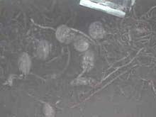 Commensalistic clams, Acesta bullisi, attached to a clump of tubeworms on the sea floor.