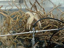 Deep-sea animals Deep-sea animals