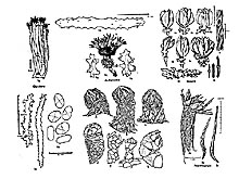 Different forms of soft coral development