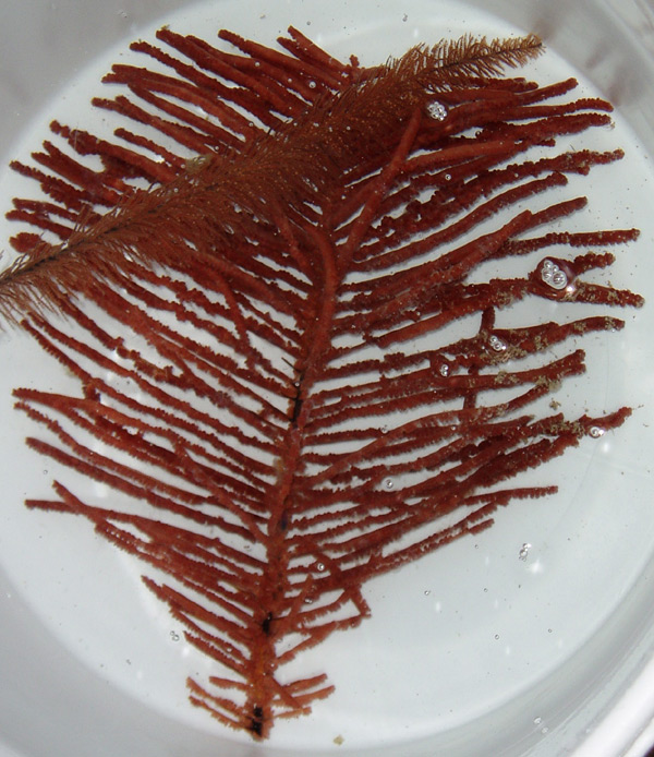 Various black corals