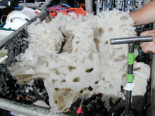 A large sponge in the basket of the submersible Alvin