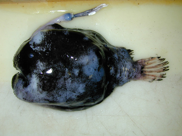 A deep-sea anglerfish