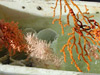 Unique species of deep sea corals collected from Oceanographer Canyon.