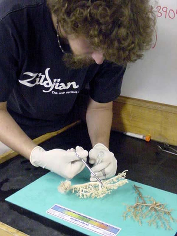 Mercer Brugler prepares a sample of coral for preservation