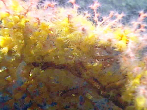 Open coral polyps