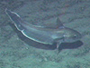 A deep sea Roundnose Grenadier swimming over the seafloor. 