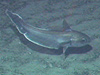 A deep sea Roundnose Grenadier swimming over the seafloor.