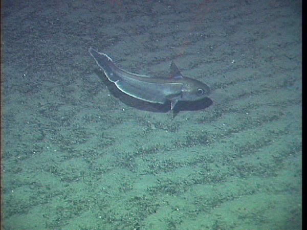 A deep sea Roundnose Grenadier