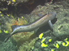 The deep water fish, Lamonema, displaying a search behavior.