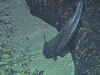 Nezumia foraging along the edge of a basalt outcrop.