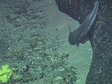 Nezumia foraging along the edge of a basalt outcrop.