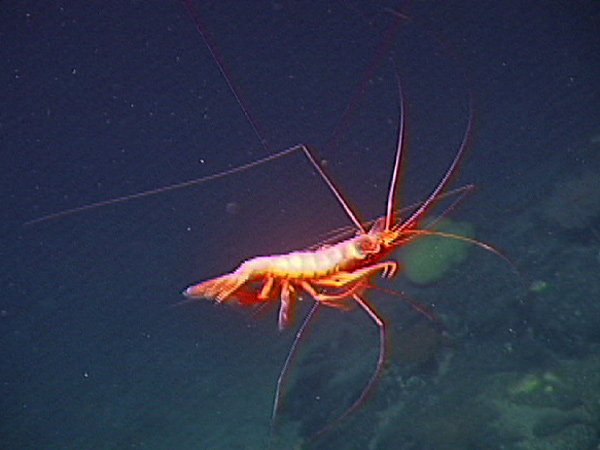 Deep Sea Shrimp